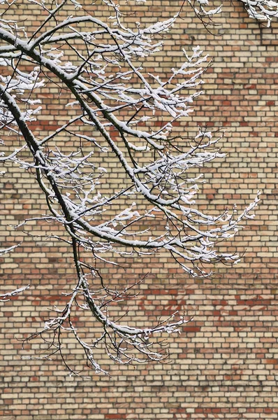 Neve coberta árvore ramo — Fotografia de Stock