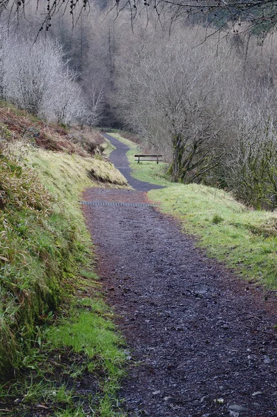 Sentier pédestre dans le parc forestier Glenariff — Photo