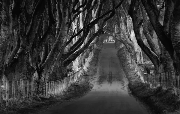 The Dark Hedges — Stock Photo, Image