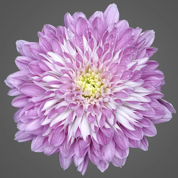 Růžový květ chryzantémy — Stock fotografie