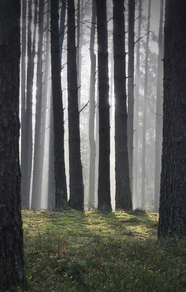 Podzimní mlha v lese — Stock fotografie