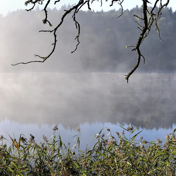Asveja (dubingiai) meer, Litouwen. — Stockfoto