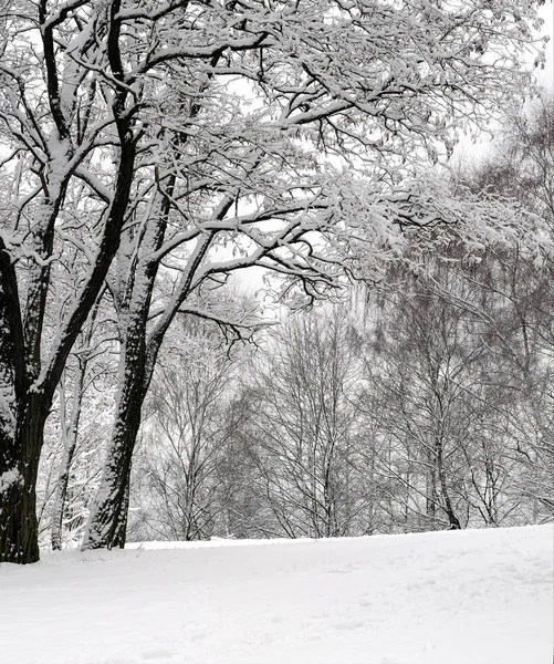 Snö på träden — Stockfoto