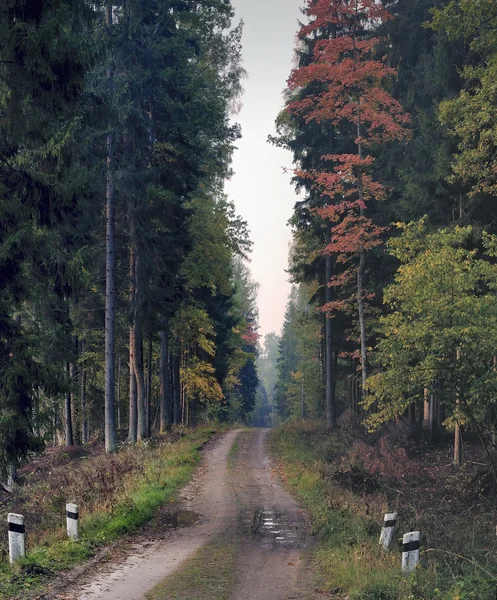 Venkovské silnice v lese Litva — Stock fotografie