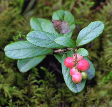 foxberry