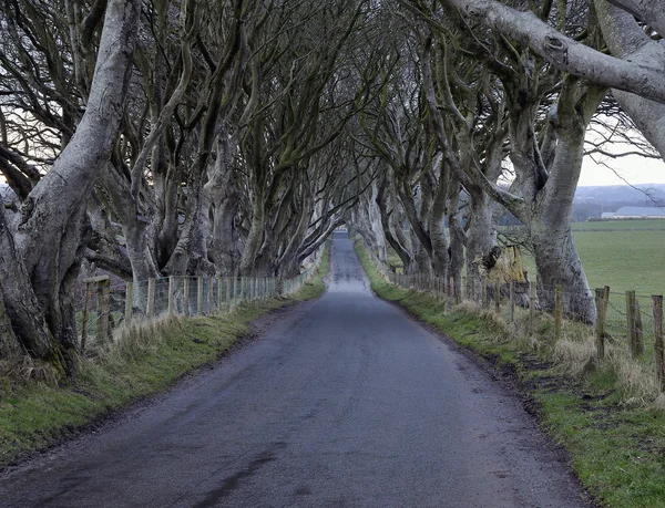 The Dark Hedges — Stock Photo, Image