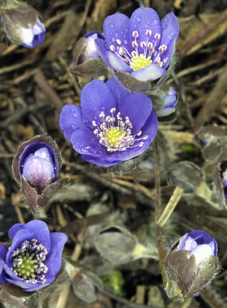 Floración salvaje Anémona hepática —  Fotos de Stock