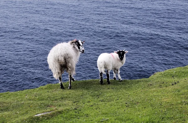 Le visage noir mouton de montagne — Photo