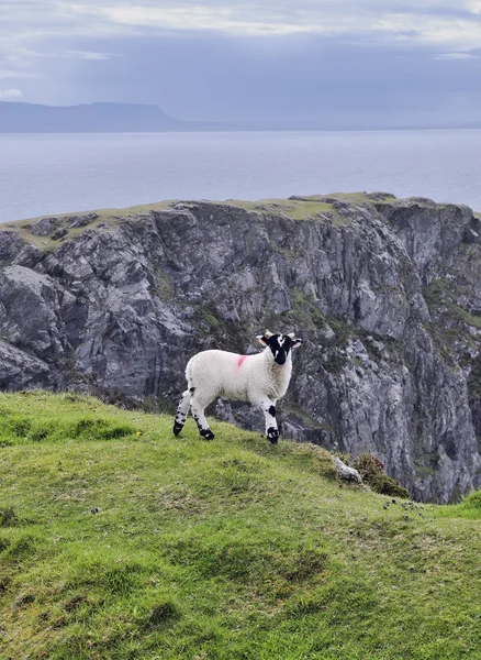 De zwart gezicht berg schapen — Stockfoto