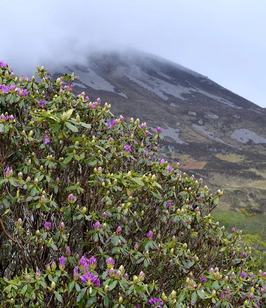 Blühender Rhododendronbusch — Stockfoto