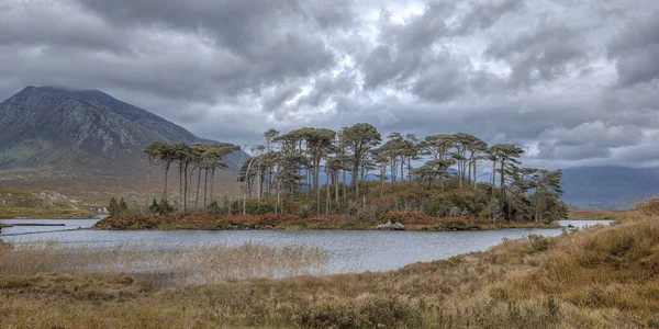 Pine Island Connemara Derryclare Lough Galway Irland Beliebtes Touristenziel Hintergrund — Stockfoto