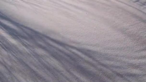 Schatten Busch Starkem Wind Überlagert Auf Sanddüne Textur Hintergrund Ostsee — Stockvideo