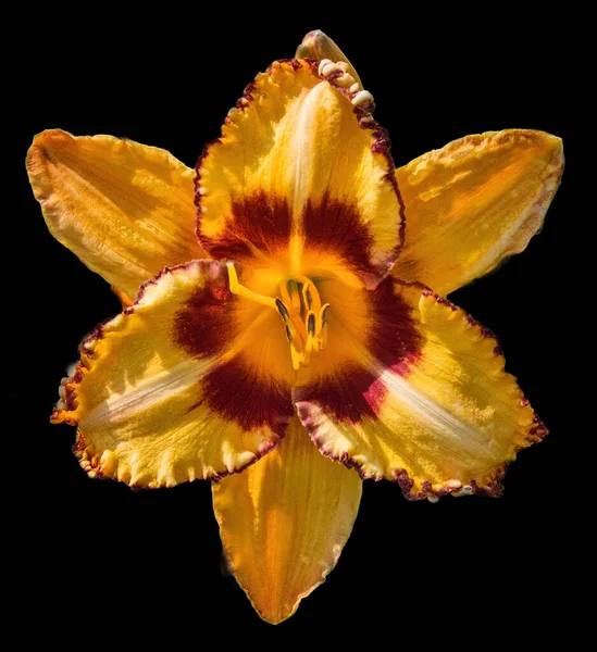 Beautiful Multi Colored Daylilies Isolated Black Background Daylilies Yellow Dark — Foto Stock