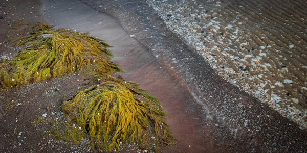 Φύκια Μια Ακτή Κόκκινη Άμμο Μικρά Κοχύλια Κινούνται Στο Κύμα — Φωτογραφία Αρχείου