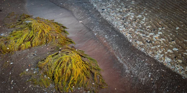 Algae Red Sand Coast Small Shells Movers Water Wave Baltic — Stock fotografie