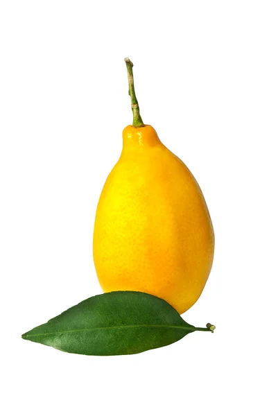 Gul citron — Stockfoto