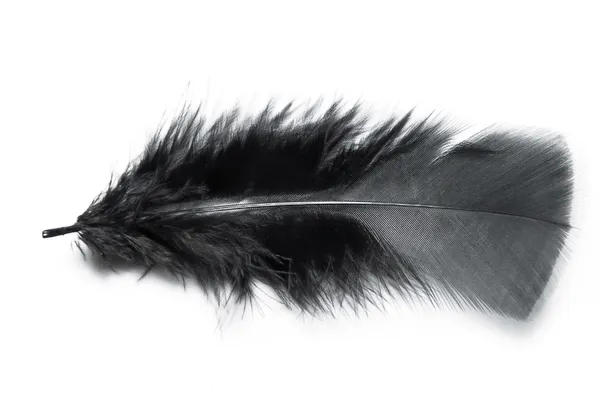 Black fluffy feather — Stock Photo, Image