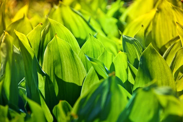 Frisches grünes Gras — Stockfoto