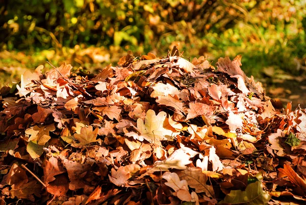 Bos van de herfst bladeren — Stockfoto