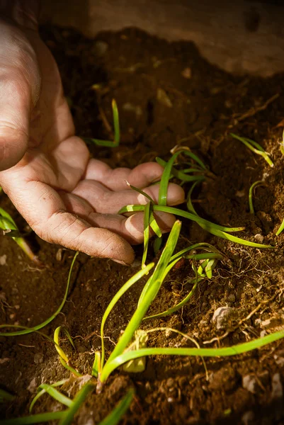 Plantas puestas a mano — Foto de Stock