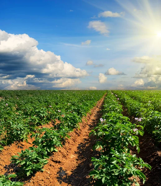 Campo de patatas en una puesta de sol bajo el cielo azul — Foto de Stock