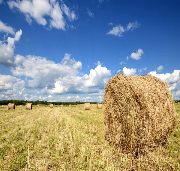 Úžasné zlaté seno balíky — Stock fotografie