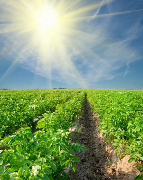 Aardappel veld op — Stockfoto