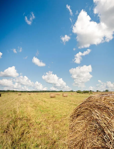 Amazing golden hay bales — Stock Photo, Image