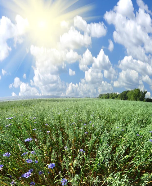 Champ vert et ciel ensoleillé — Photo