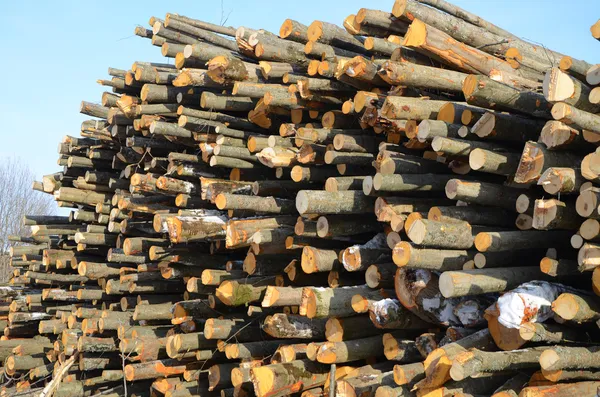 Achtergrond van brandhout gestapeld — Stockfoto