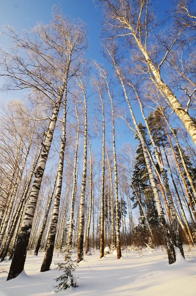Winterlandschaft mit Sonne und gefrorener Birke — Stockfoto