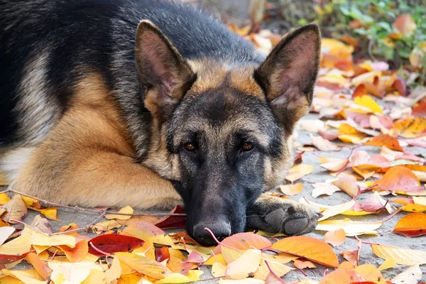 Raça cão pastor alemão — Fotografia de Stock