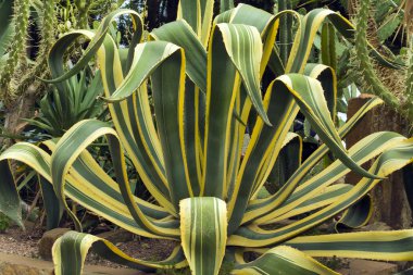 Sarı çizgili dev agav