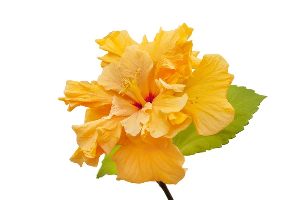 Terry gele hibiscus — Stockfoto