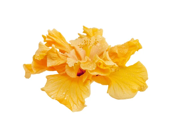 Terry yellow hibiscus — Stock Photo, Image