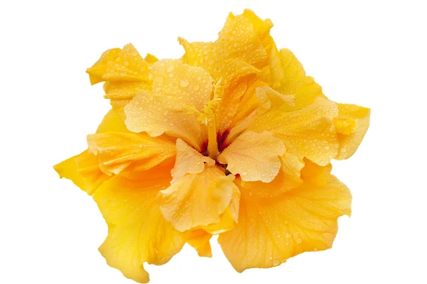 Terry yellow hibiscus — Stock Photo, Image