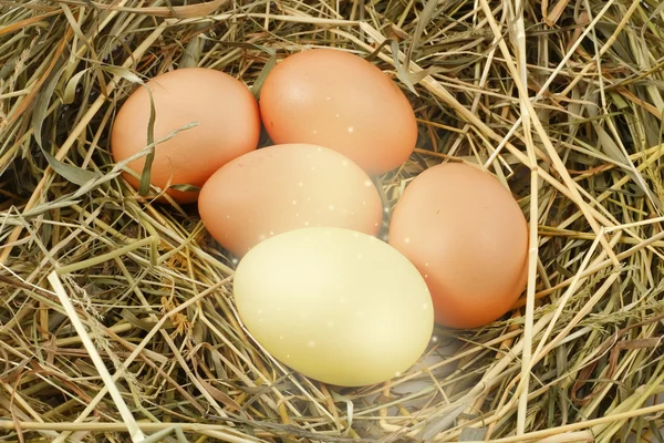 Nido con uova di pollo — Foto Stock