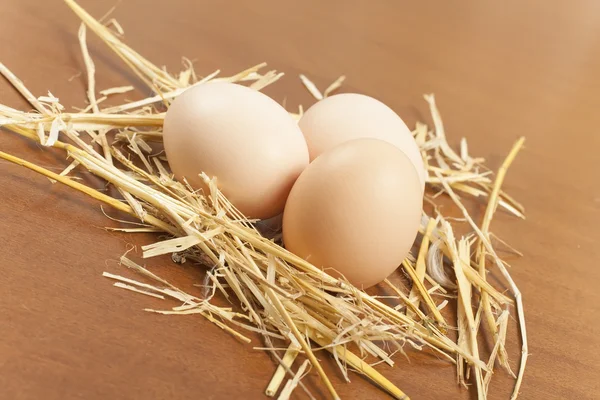 Куряче яйце — стокове фото