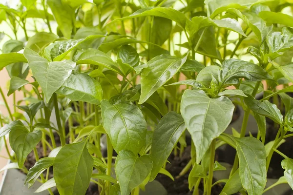 Seedling — Stock Photo, Image