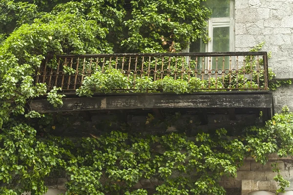 Eski balkon Ivy ile örgülü
