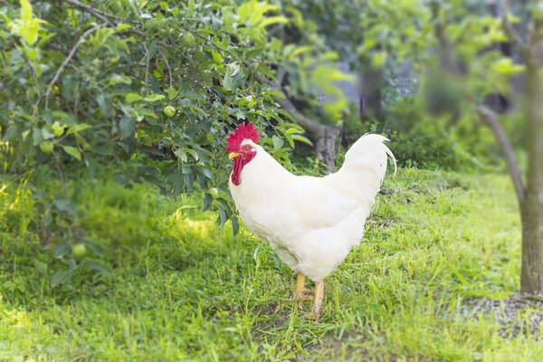 Bantam grown broiler white