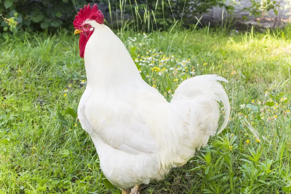 Bantam grown broiler white — Stock Photo, Image