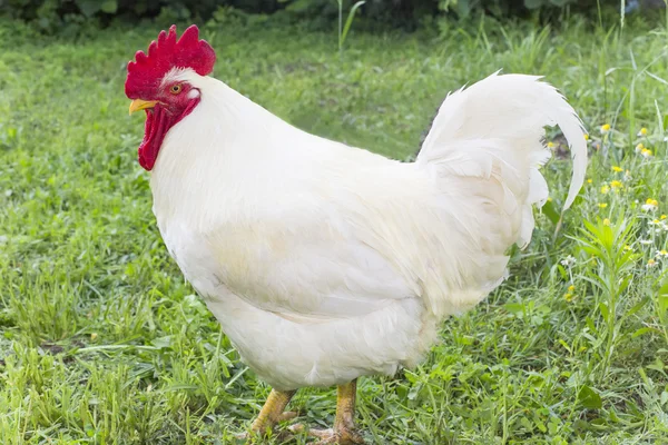 Bantam gegroeid vleeskuikens wit — Stockfoto