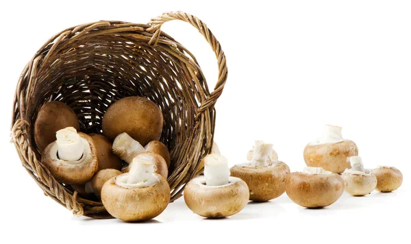 Champignon mushroom isolated on white background — Stock Photo, Image