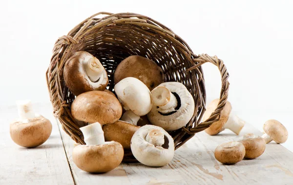 Champignon mushroom — Stock Photo, Image