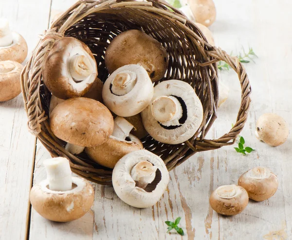 Champignon mushroom — Stock Photo, Image