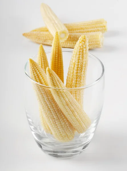 Young small corn — Stock Photo, Image