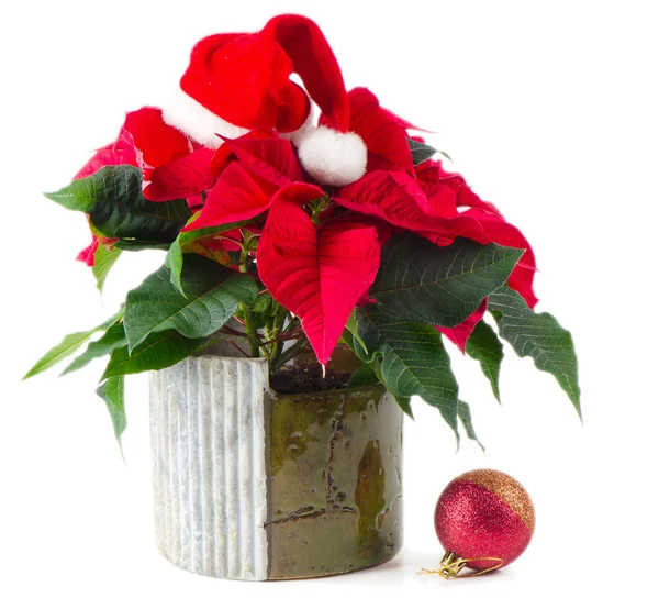 Poinsettia geïsoleerd op wit — Stockfoto