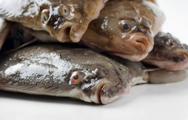 Fresh flounders — Stock Photo, Image