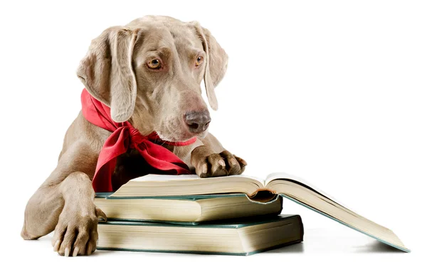 Dog with book — Stock Photo, Image